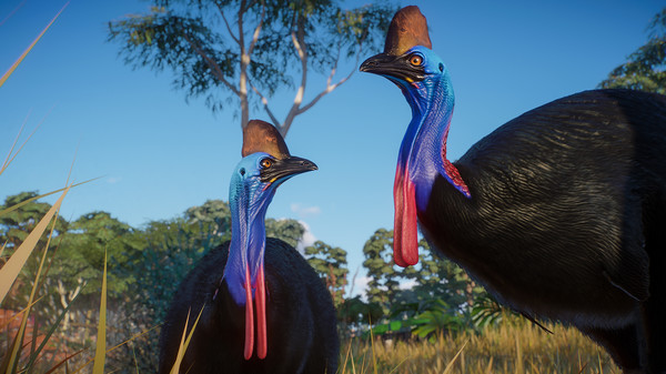 Screenshot 8 of Planet Zoo: Australia Pack