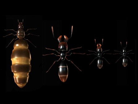 Screenshot 4 of Ant Queen